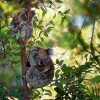 Koala - Phascolarctos cinereus o3164